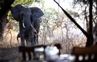 Elephant in camp