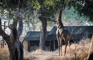 Giraffe in camp