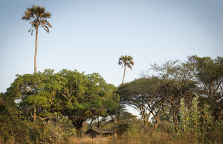 Chada Katavi