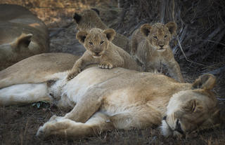 Lions in Katavi