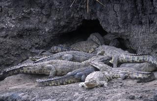 Crocodiles in Katavi