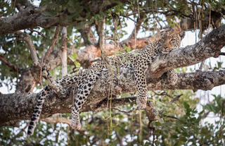 Leopard