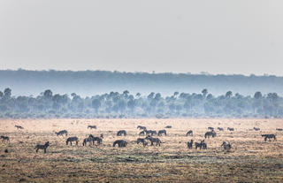 Chada Plain