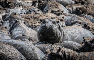 Hippos in Katavi