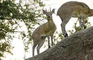 Game Drives