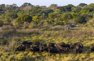 Afternoon Safari Drive
