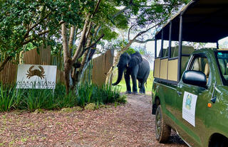 Elephant at Makakatana