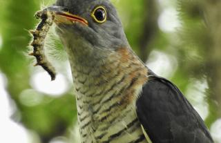 Great Birding around Makakatana