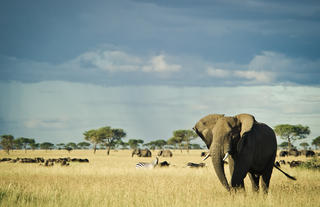 Singita Grumeti