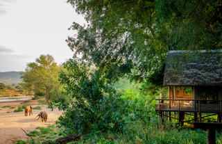 Pafuri Camp - Tent