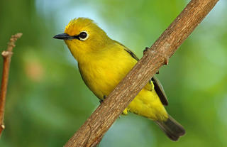 Birds - Pemba White-Eye