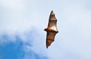Birds - Pemba Flying Fox