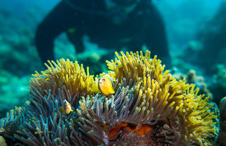 Diving at Manta