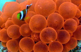 Anemone Fish