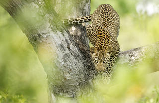 Singita Boulders Lodge