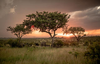 Sunset Elephants