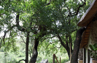 Londolozi Healing House
