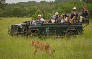 Lions and vehicles