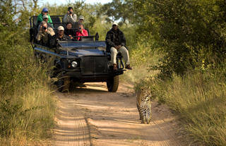 Tracking a leopard