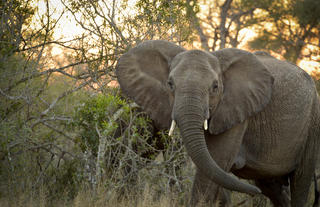 On safari - Elephant 