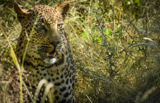 On safari - Leopard 