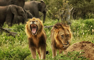 On safari - Lion 