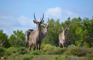 Game viewing at Lalibela Game Reserve