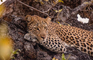 Kapama Wildlife Big Five Safari