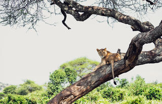 Swala Camp - game drive