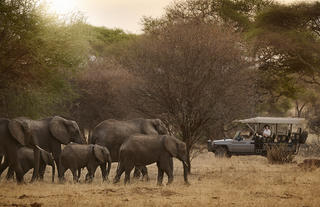Swala Camp - Game Drive