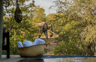 Elephants Frequent the Splash Pool
