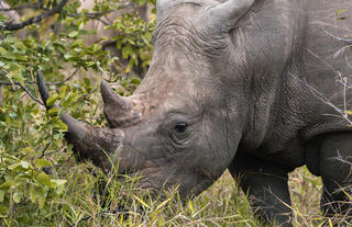 Rhinos Nsala Wilderness Camp