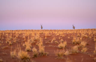 Meet the Locals