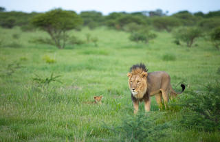Wilderness Kalahari Plains Camp