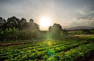 Ngorongoro Farm House - Vegetable Garden