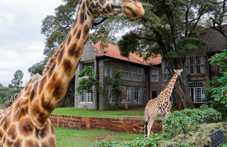 Giraffes at Giraffe Manor