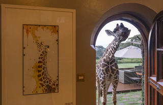 Giraffe Manor