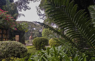 Spot the giraffe