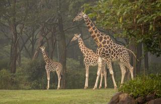 Resident Nubian giraffes