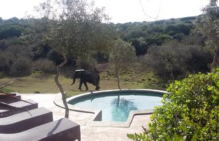 Amakhala Safari Lodge