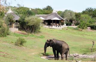 Amakhala Safari Lodge