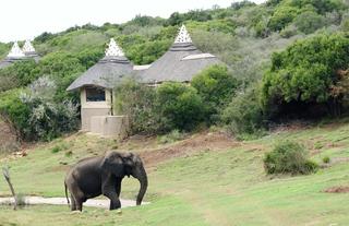 Amakhala Safari Lodge