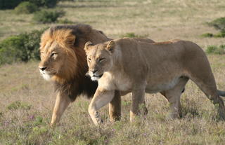 Amakhala Safari Lodge
