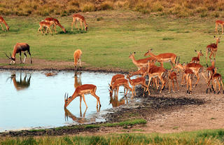 Amakhala Safari Lodge