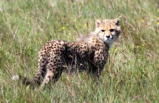 Amakhala Safari Lodge