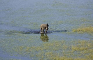 Lone elephant from the air