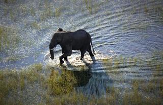 Elephant at Setari