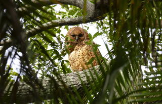 Pels Fishing Owl