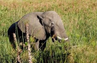 The Okavango's largest and most gentle giant