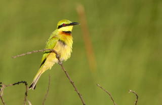 Beeeaters at Setari